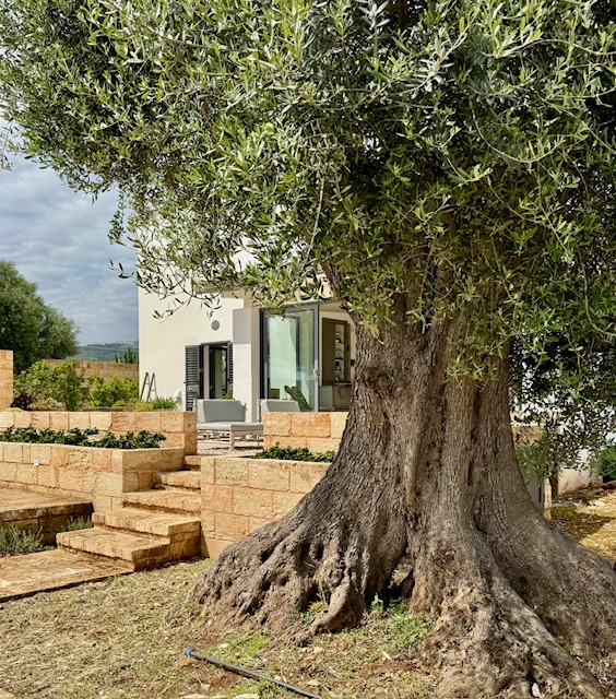 A Puglian villa with a pool shaded by an ancient olive tree