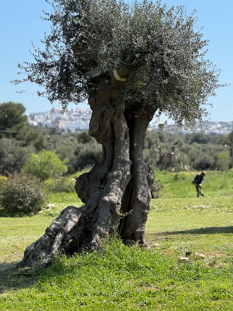 A walker passing an ancient olive tree with Ostuni in the distance